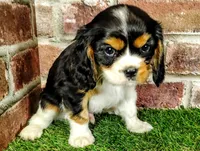 Tucker AKC , a male Cavalier King Charles Spaniel for sale in Clark, MO – 5 of 10