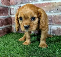 Rose, a female Cavalier King Charles Spaniel for sale in Clark, MO – 6 of 10