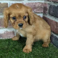 Charlie AKC registration, a male Cavalier King Charles Spaniel for sale in Clark, MO – Photo 5 of 10