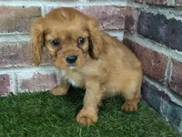 Charlie AKC registration, a male Cavalier King Charles Spaniel for sale in Clark, MO – Photo 5 of 10