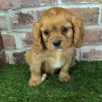 Charlie AKC registration, a male Cavalier King Charles Spaniel for sale in Clark, MO – Photo 4 of 10