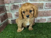 Charlie AKC registration, a male Cavalier King Charles Spaniel for sale in Clark, MO – Photo 4 of 10
