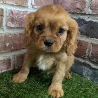 Charlie AKC registration, a male Cavalier King Charles Spaniel for sale in Clark, MO – Photo 2 of 10