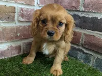 Charlie AKC registration, a male Cavalier King Charles Spaniel for sale in Clark, MO – Photo 2 of 10