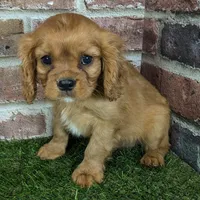 Charlie AKC registration, a male Cavalier King Charles Spaniel for sale in Clark, MO – Photo 1 of 10