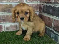 Charlie AKC registration, a male Cavalier King Charles Spaniel for sale in Clark, MO – Photo 1 of 10