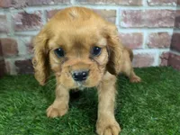Charlie AKC registration, a male Cavalier King Charles Spaniel for sale in Clark, MO – Photo 8 of 10