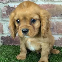 Charlie AKC registration, a male Cavalier King Charles Spaniel for sale in Clark, MO – Photo 6 of 10