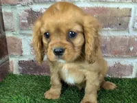 Charlie AKC registration, a male Cavalier King Charles Spaniel for sale in Clark, MO – Photo 6 of 10