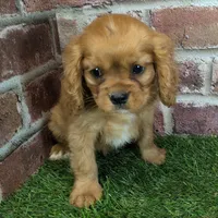 Charlie AKC registration, a male Cavalier King Charles Spaniel for sale in Clark, MO – Photo 7 of 10