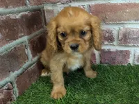 Charlie AKC registration, a male Cavalier King Charles Spaniel for sale in Clark, MO – Photo 7 of 10