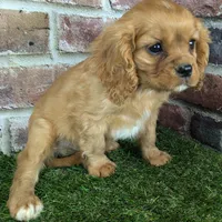 Charlie AKC registration, a male Cavalier King Charles Spaniel for sale in Clark, MO – Photo 10 of 10