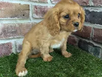 Charlie AKC registration, a male Cavalier King Charles Spaniel for sale in Clark, MO – Photo 10 of 10
