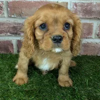 Charlie AKC registration, a male Cavalier King Charles Spaniel for sale in Clark, MO – Photo 9 of 10