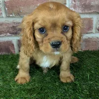Charlie AKC registration, a male Cavalier King Charles Spaniel for sale in Clark, MO – Photo 3 of 10