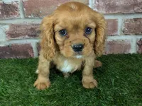 Charlie AKC registration, a male Cavalier King Charles Spaniel for sale in Clark, MO – Photo 3 of 10