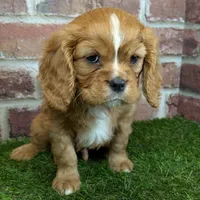 Buddy AKC registration, a male Cavalier King Charles Spaniel for sale in Clark, MO – Photo 2 of 10