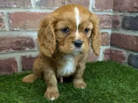 processed/48a5719f-500e-44b6-9f17-814718151d99/listing/7ed8e294-4855-4fd2-aed1-b04dba5b3e94/1c6664a2-eb93-406c-b0db-8fb8be3a2880