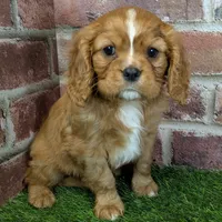 Buddy AKC registration, a male Cavalier King Charles Spaniel for sale in Clark, MO – Photo 8 of 10