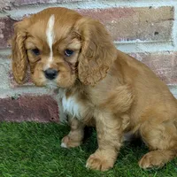 Buddy AKC registration, a male Cavalier King Charles Spaniel for sale in Clark, MO – Photo 3 of 10