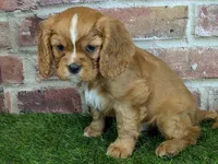 processed/48a5719f-500e-44b6-9f17-814718151d99/listing/7ed8e294-4855-4fd2-aed1-b04dba5b3e94/4b43dd5b-b7c9-4000-bb9a-6f4ad79ccc40