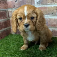 Buddy AKC registration, a male Cavalier King Charles Spaniel for sale in Clark, MO – Photo 7 of 10