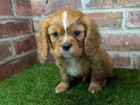 processed/48a5719f-500e-44b6-9f17-814718151d99/listing/7ed8e294-4855-4fd2-aed1-b04dba5b3e94/6e73ac17-6a54-4ac2-b42e-11e40abd75c0