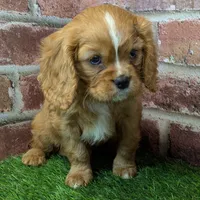 Buddy AKC registration, a male Cavalier King Charles Spaniel for sale in Clark, MO – Photo 4 of 10