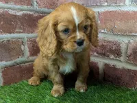 processed/48a5719f-500e-44b6-9f17-814718151d99/listing/7ed8e294-4855-4fd2-aed1-b04dba5b3e94/786d4588-088f-4484-ab81-0c2dd7653c6b