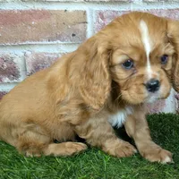 Buddy AKC registration, a male Cavalier King Charles Spaniel for sale in Clark, MO – Photo 10 of 10