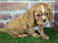 processed/48a5719f-500e-44b6-9f17-814718151d99/listing/7ed8e294-4855-4fd2-aed1-b04dba5b3e94/8e09cb07-ae50-4db8-8de8-f00bf020c730