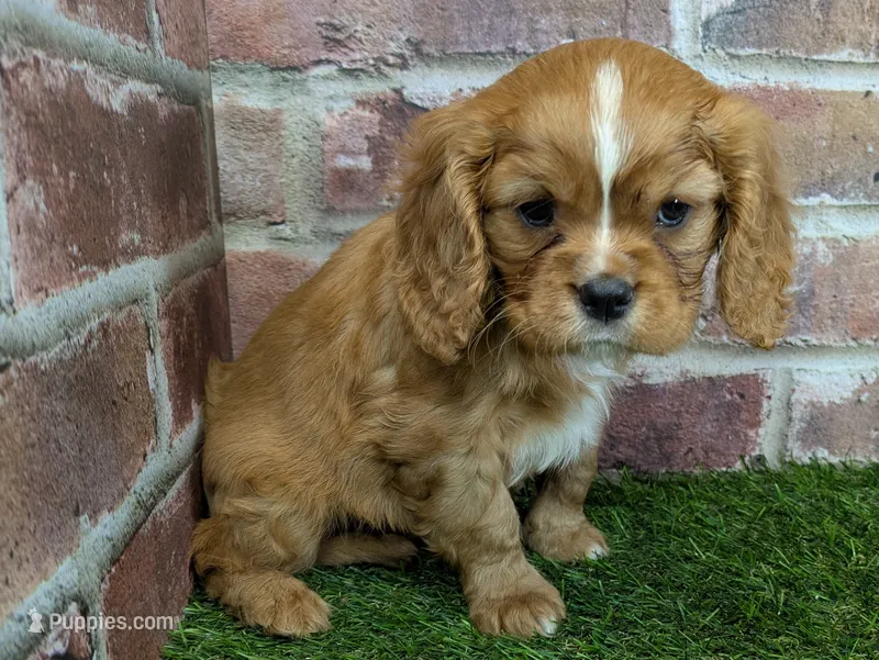 Buddy AKC registration