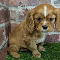 Buddy AKC registration, a male Cavalier King Charles Spaniel for sale in Clark, MO – Photo 1 of 10