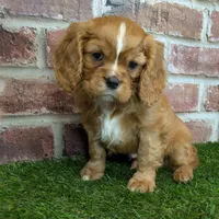 Buddy AKC registration, a male Cavalier King Charles Spaniel for sale in Clark, MO – Photo 5 of 10