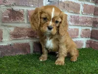 processed/48a5719f-500e-44b6-9f17-814718151d99/listing/7ed8e294-4855-4fd2-aed1-b04dba5b3e94/bd6be050-de06-4485-9992-6c44a9b9543a