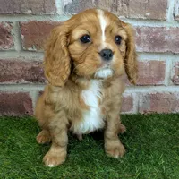 Buddy AKC registration, a male Cavalier King Charles Spaniel for sale in Clark, MO – Photo 6 of 10
