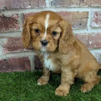 Buddy AKC registration, a male Cavalier King Charles Spaniel for sale in Clark, MO – Photo 9 of 10