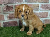 processed/48a5719f-500e-44b6-9f17-814718151d99/listing/7ed8e294-4855-4fd2-aed1-b04dba5b3e94/fdf57c80-ab8b-4fcd-99c9-1a8726f466c2