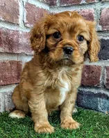 Rusty AKC registration , a male Cavalier King Charles Spaniel for sale in Clark, MO – 4 of 10