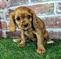 Anna, a female Cavalier King Charles Spaniel for sale in Clark, MO – 7 of 9