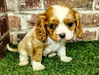 Rocky AKC , a male Cavalier King Charles Spaniel for sale in Clark, MO – 9 of 10