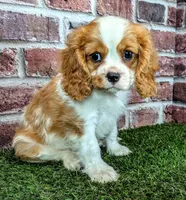 Jake, a male Cavalier King Charles Spaniel for sale in Clark, MO – 9 of 10