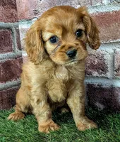 Cash AKC registration , a male Cavalier King Charles Spaniel for sale in Clark, MO – 2 of 10