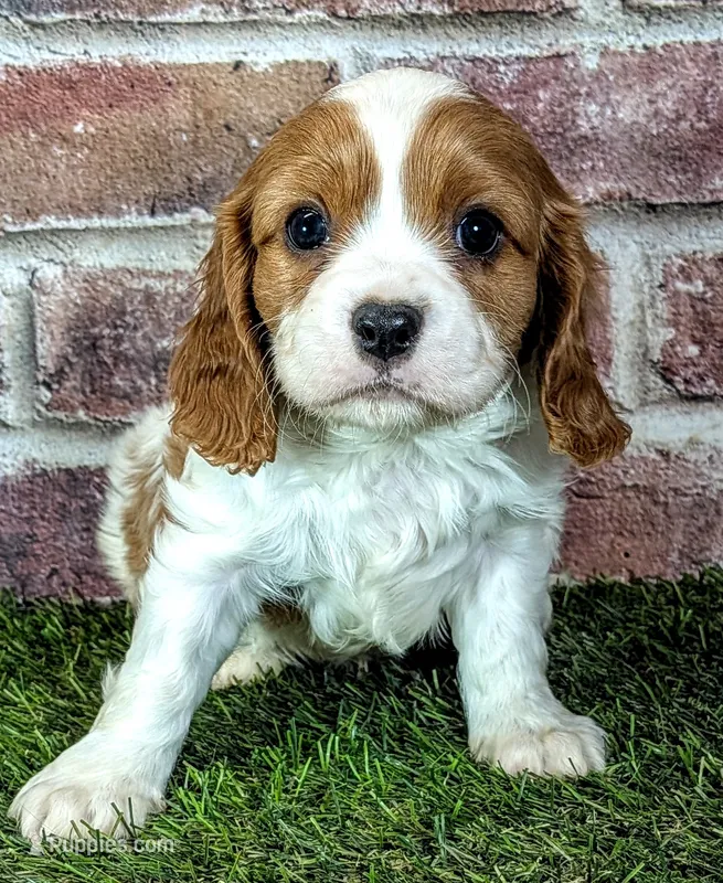 Ruger AKC registration  – Cavalier King Charles Spaniel puppy for sale in Clark, MO