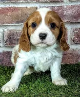 Ruger AKC registration , a male Cavalier King Charles Spaniel for sale in Clark, MO – 1 of 10