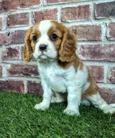 Penny , a female Cavalier King Charles Spaniel for sale in Clark, MO – 10 of 10