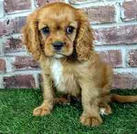 Leah, a female Cavalier King Charles Spaniel for sale in Clark, MO – 6 of 10