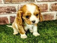 Rocky AKC , a male Cavalier King Charles Spaniel for sale in Clark, MO – 3 of 10