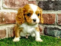 Rocky AKC , a male Cavalier King Charles Spaniel for sale in Clark, MO – 5 of 10