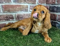 Rocco, a male Cavalier King Charles Spaniel for sale in Clark, MO – 5 of 10